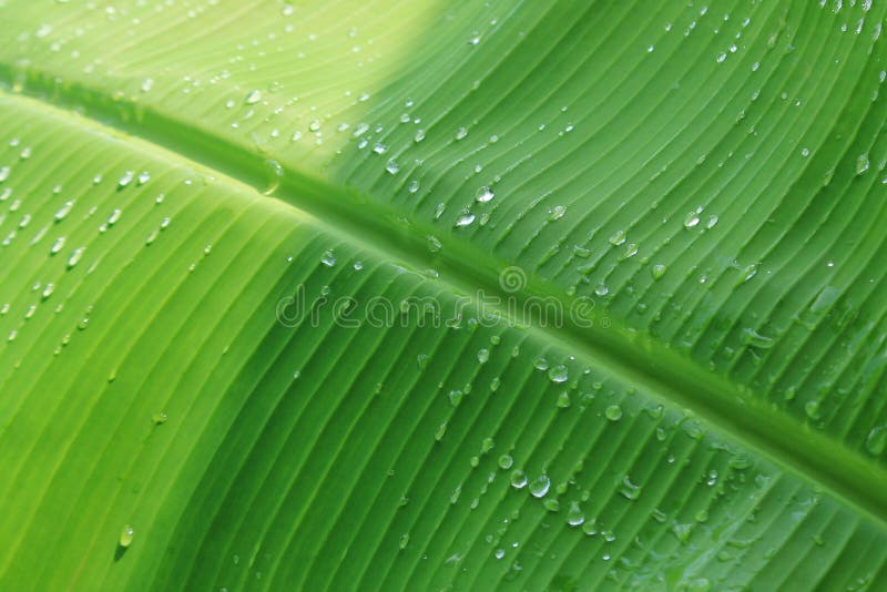 Banana leaf stock image. Image of fresh, banana, nature 97342577