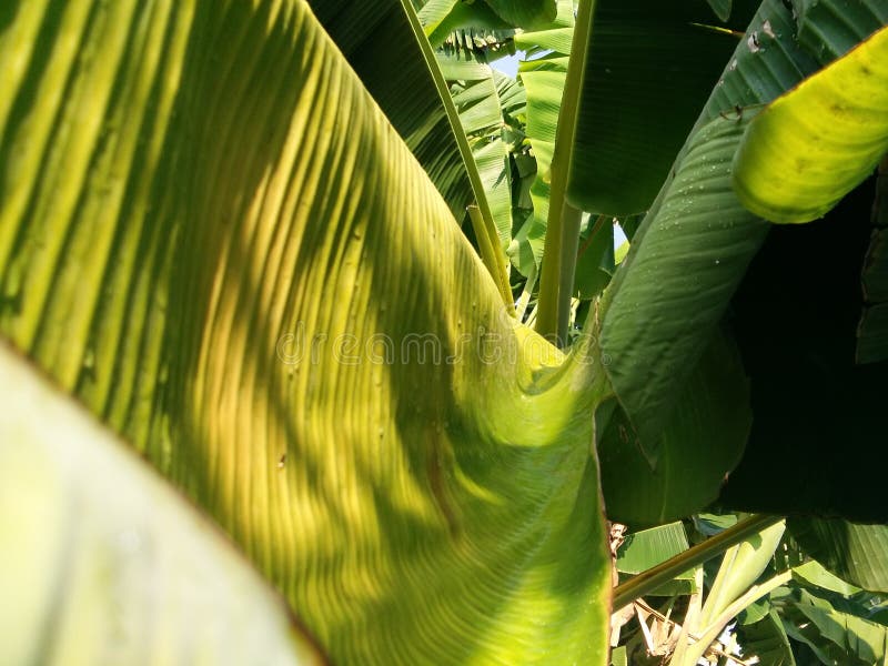 Banana leaf stock image. Image of rain, banana, drops - 92088307