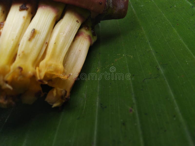 Banana Leaf and Banana Shoots Stock Image Image of tree, flower