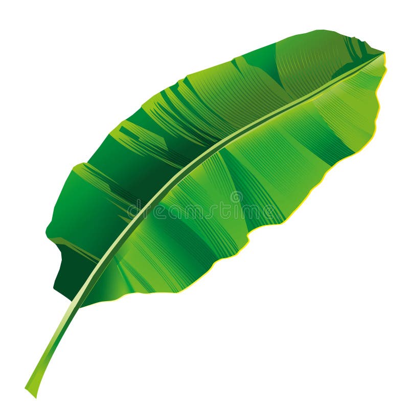 Banana leaf 2