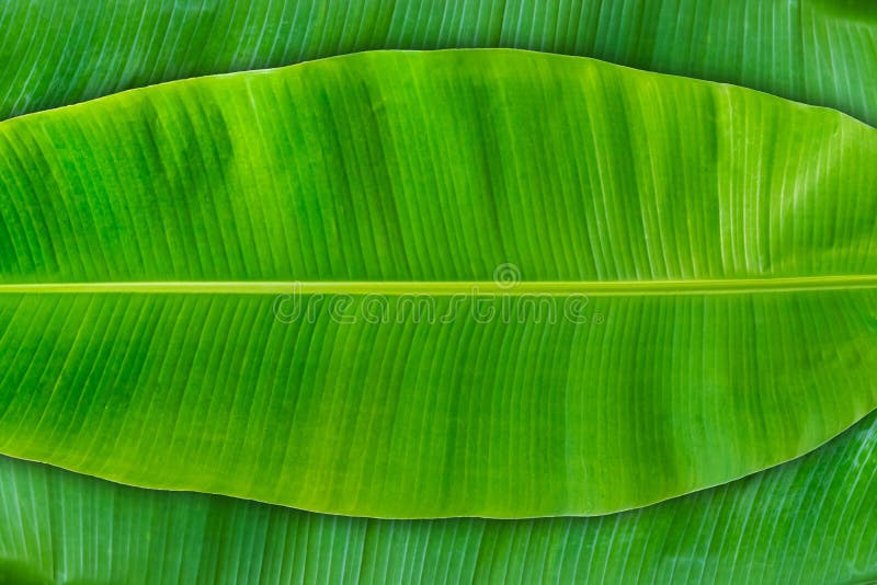 Banana Leaf of Natural Green Banana Leaf Fresh Stock Image - Image of  ecology, detail: 188119697