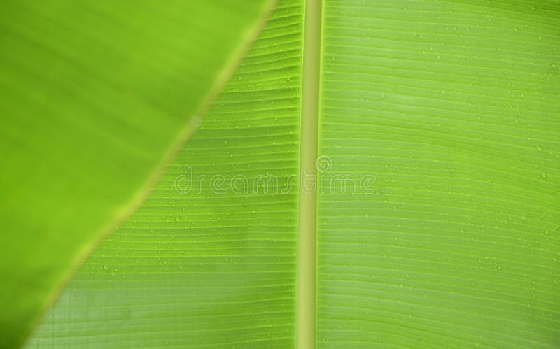 Banana Leaves Close Up Image, with Rain Drops Stock Photo - Image of ...