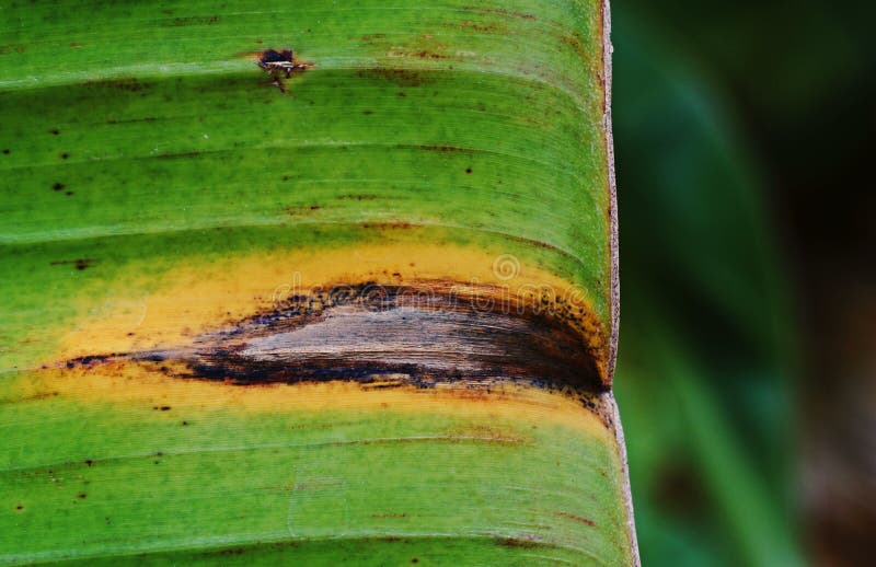 Banana Leaves Disease from Fungi Stock Photo - Image of color, foliage ...