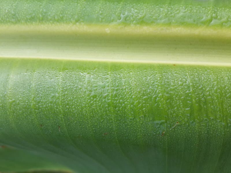 Banana leaves texture royalty free stock image Banana leaves texture royalty free stock image