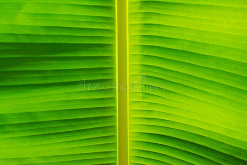 Banana Leaves. Texture of Banana Leaf with Green Color Stock Image - Image  of leaves, detail: 219076021