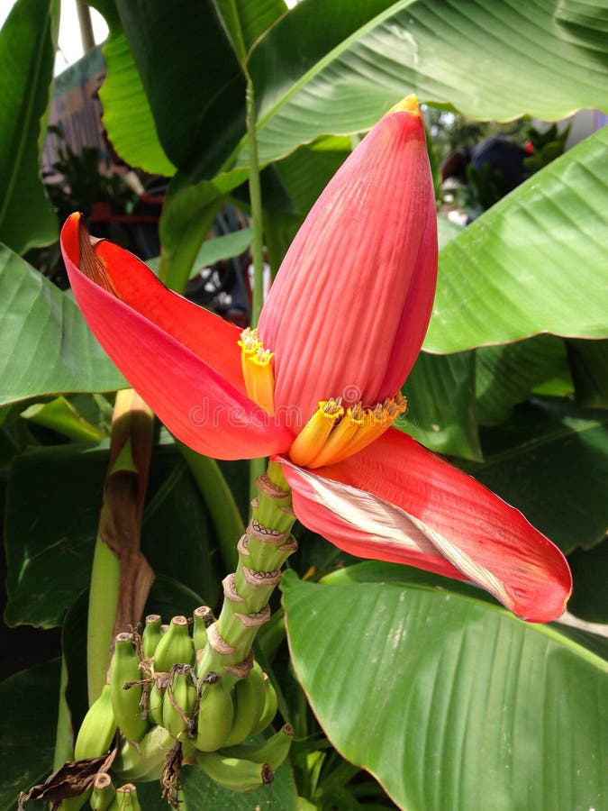 Banana lotus stock image. Image of banana, lotus, amazing 43695219