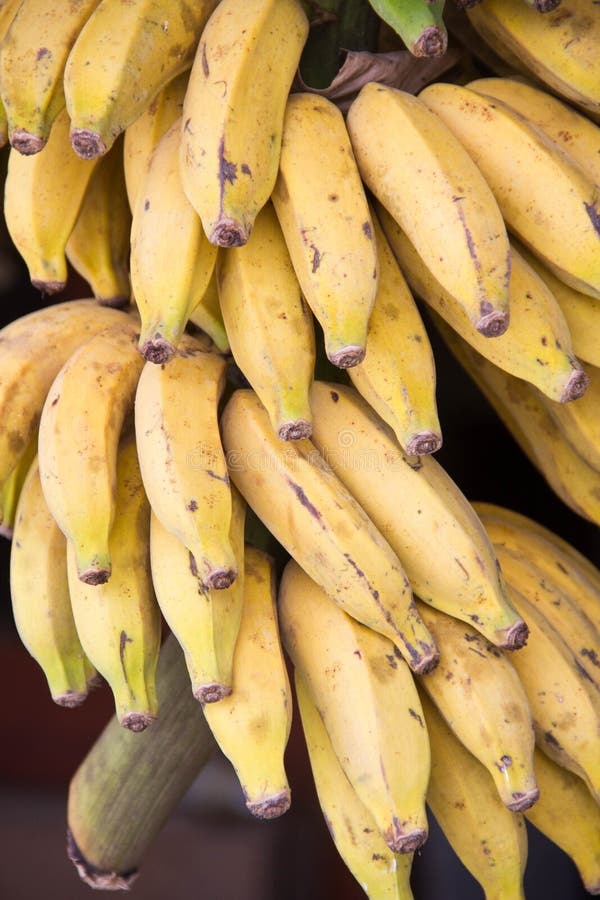 Banana stock photo. Image of nutrition, tropical, natural - 67607510