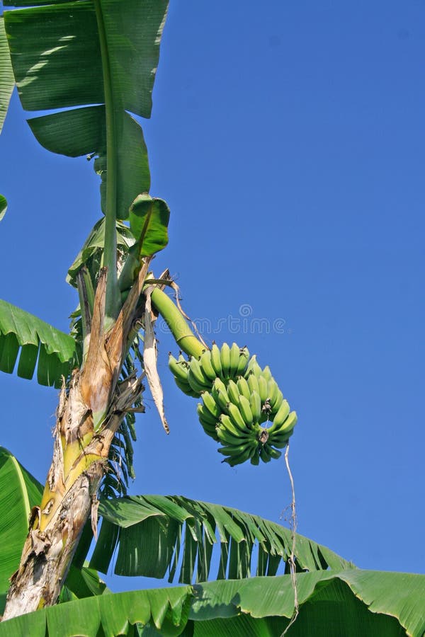 Banana owocowa ind plantacja
