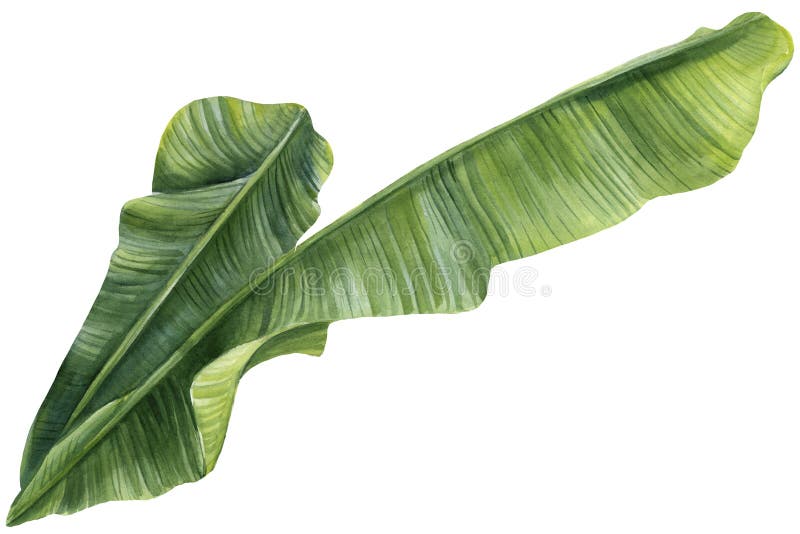 Banana Palm Leaves on a White Background. Watercolor Hand Painted ...