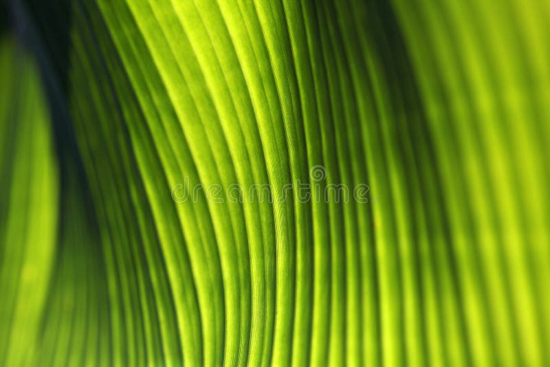 Banana palm tree leaf closeup. Natural textural background. Green color