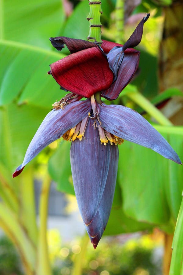 Banana palm tree pod stock photo. Image of bears, flowers 54656806