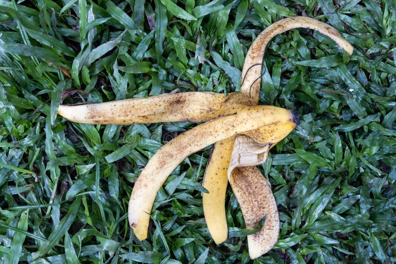 Banana Peel Against Green Grass in Garden. they are Good Source of ...