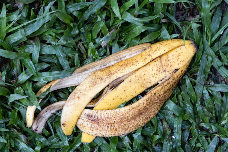 Banana Peel Against Green Grass in Garden. they are Good Source of ...