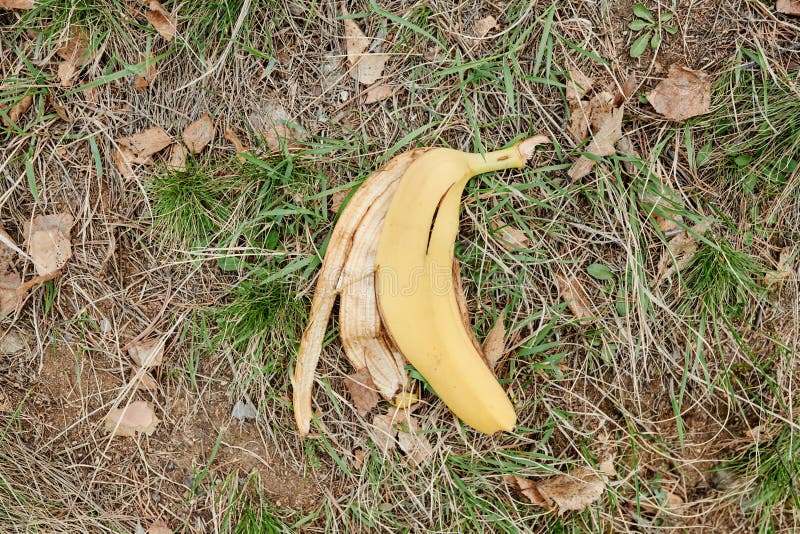 Banana Peel on Ground stock photo. Image of ecology 268526604