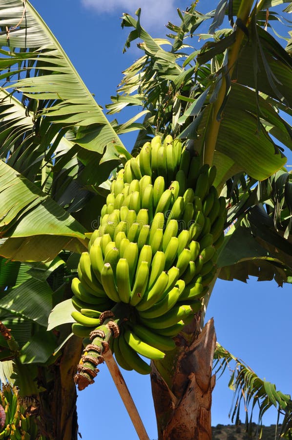 Banana plant stock photo. Image of fruits, bunch, unripe 19410992