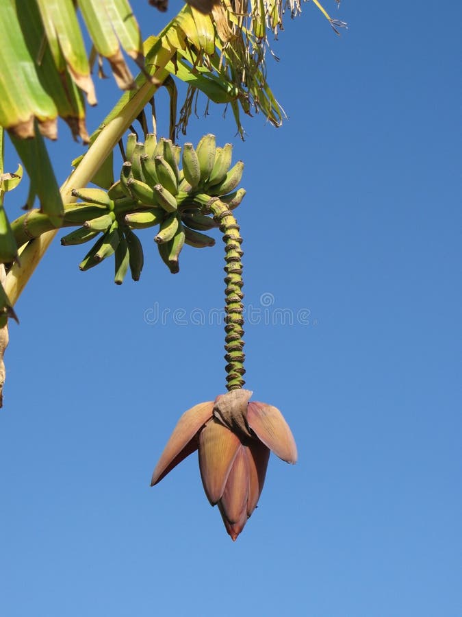 Banana Plant