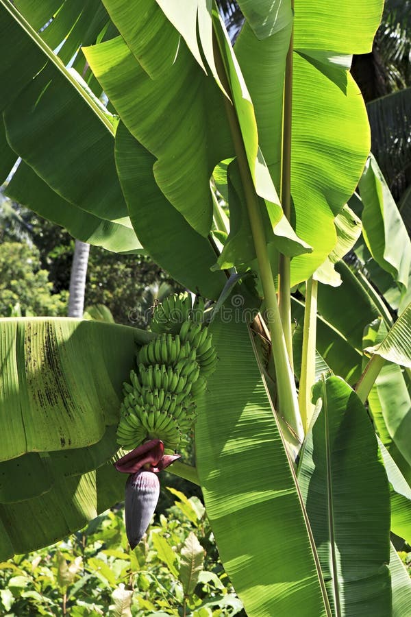 Banana plant with fruits