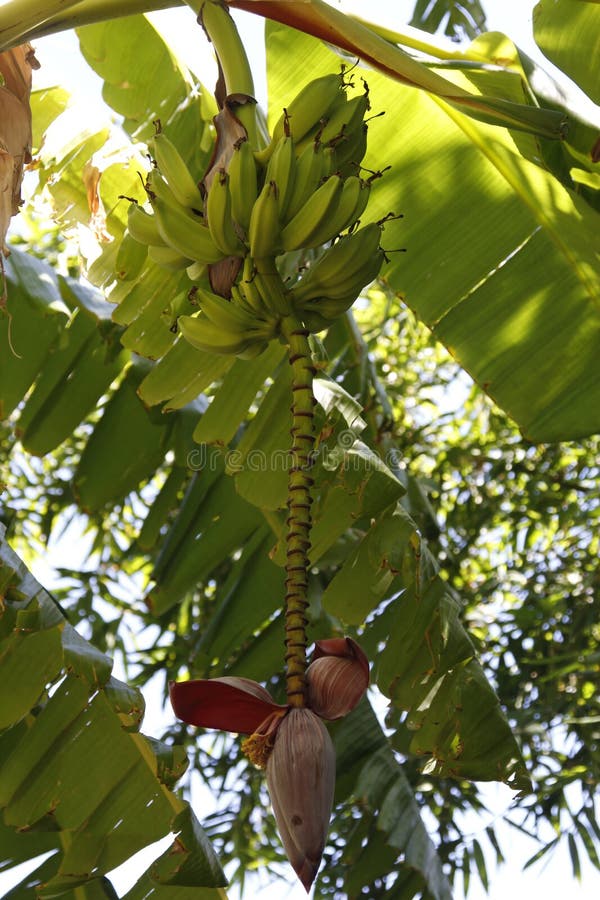 Banana plant stock photo. Image of arizona, stem, plant 53324524