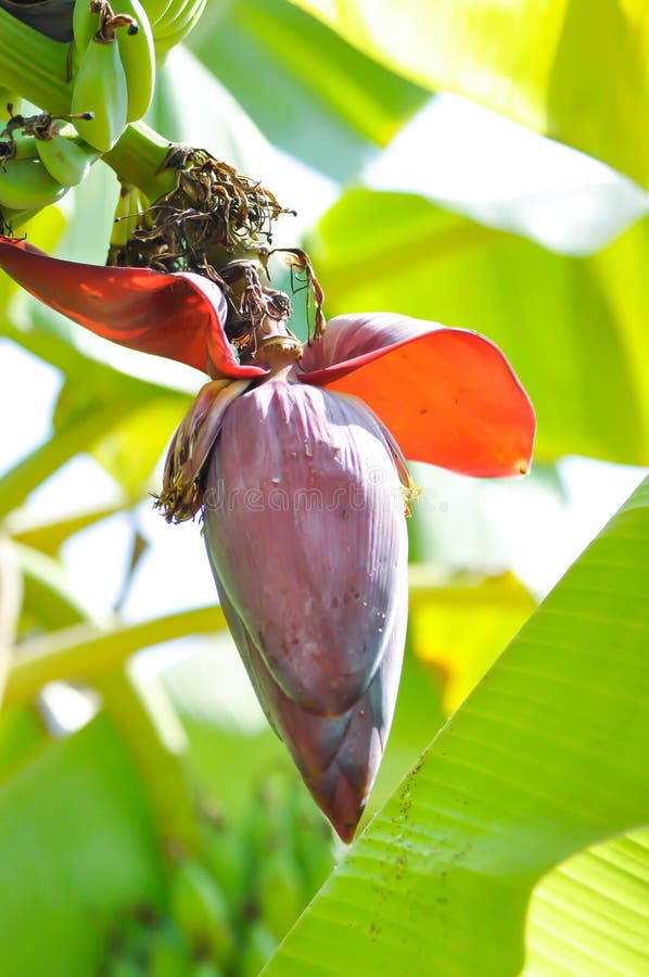 Banana or Banana Plant, Banana Tree or Banana Blossom Stock Image