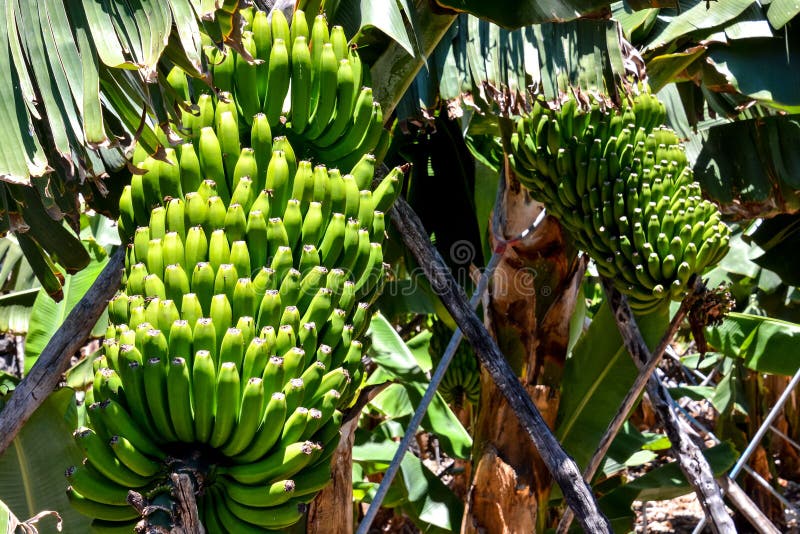Banana Plantation Field stock photo. Image of plant, summer 65699212