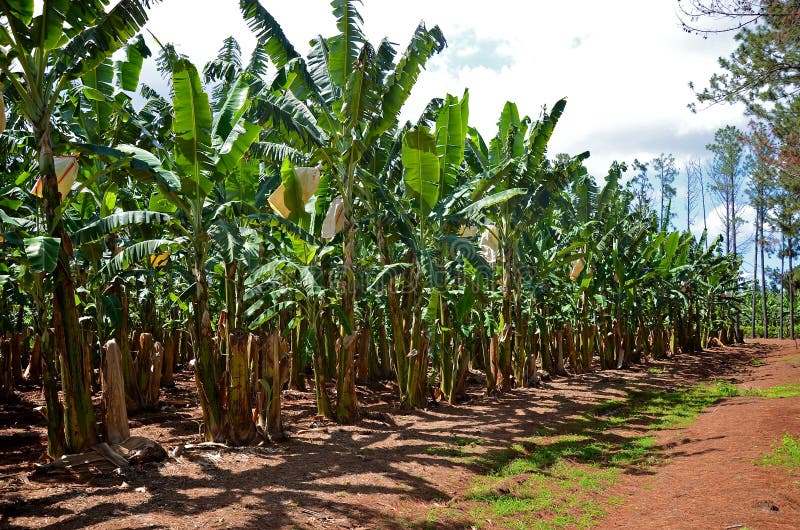 A Banana Plantation in Queensland Stock Image Image of asia, economy
