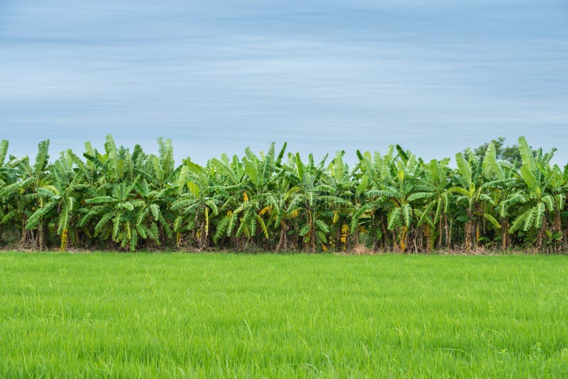 Banana Plantations on the Island of Mindanao, Philippines. Stock Image