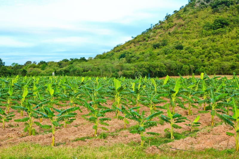 Banana plants on a farm