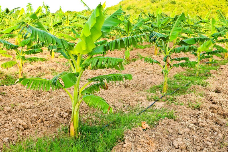 Banana plants on a farm