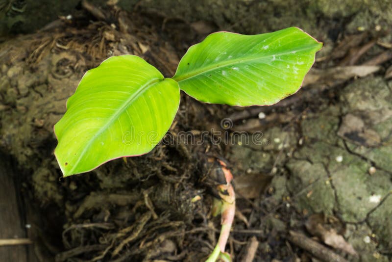 Banana Rhizome Put on Wet Floor Stock Photo Image of beautiful, tree 98682170