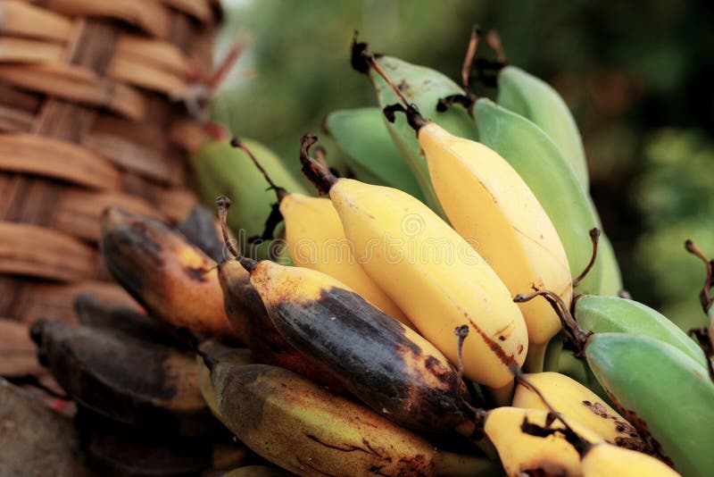 Banana of Rotten on Ground. Stock Photo Image of dried, garden 121371700