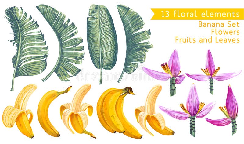 Tropical collection. Banana leaves, fruits and flowers in realistic style with high details.