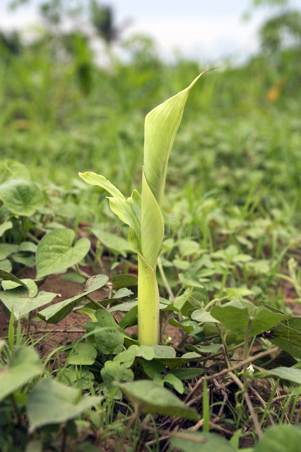 Young Shoot Of A Banana Plant Stock Photo Image of flower, natural