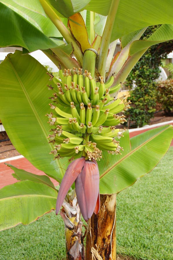 Banana shrub with bananas growing on them growing on the street in the Canary Islands