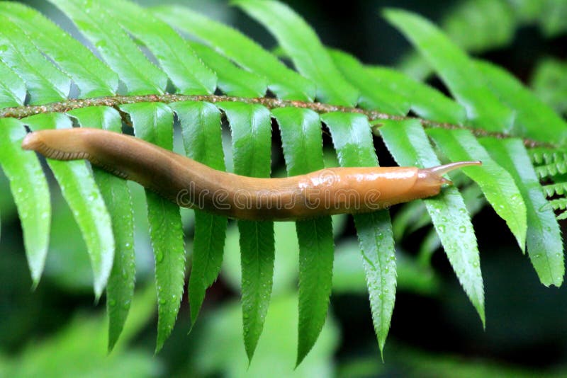 Banana Slug on a Fern Leaf royalty free stock photography