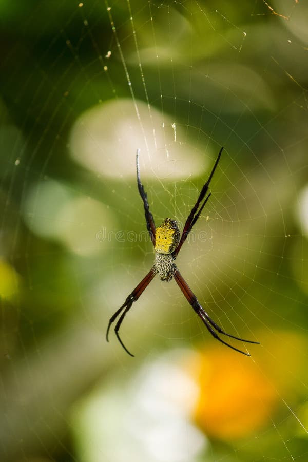 Argiope Appensa (Hawaiian Garden Spider) Stock Image Image of eight