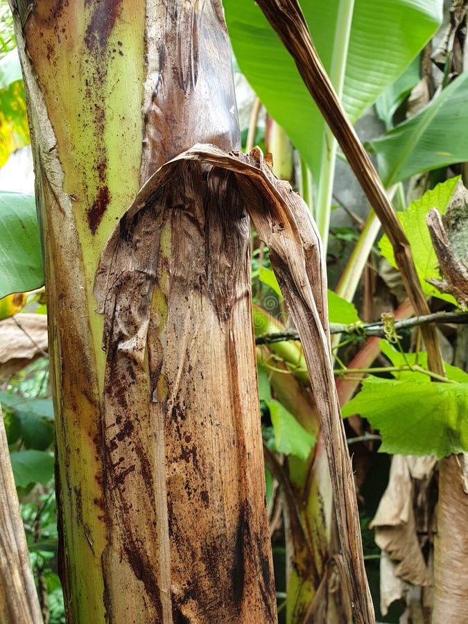banana plant stem rot banana plant stem rot
