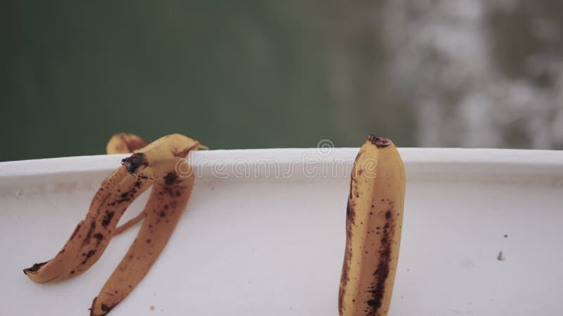 Banana sulla nave galleggia la buccia di banana sopra vista le banane sul mare.