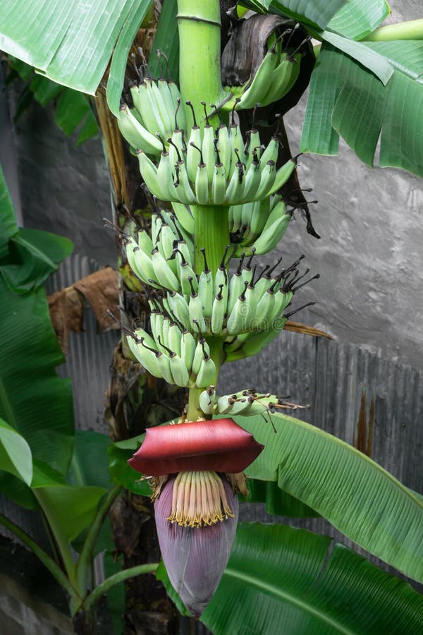 Banana Tree with Banana Blossom Stock Photo Image of tree, bloom