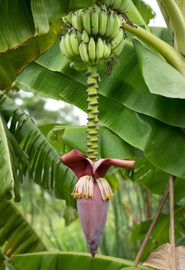 Banana tree blossom stock photo. Image of blossom, fronds 39017726