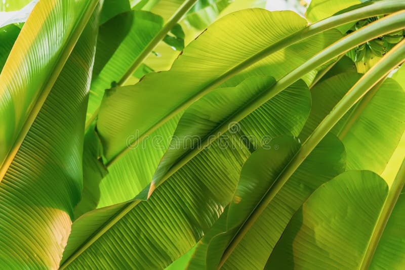 Banana tree branches, foliage, fresh exotic botanical pattern. Natural green tropical texture of bright green leaf royalty free stock photo Banana tree branches, foliage, fresh exotic botanical pattern. Natural green tropical texture of bright green leaf royalty free stock photo