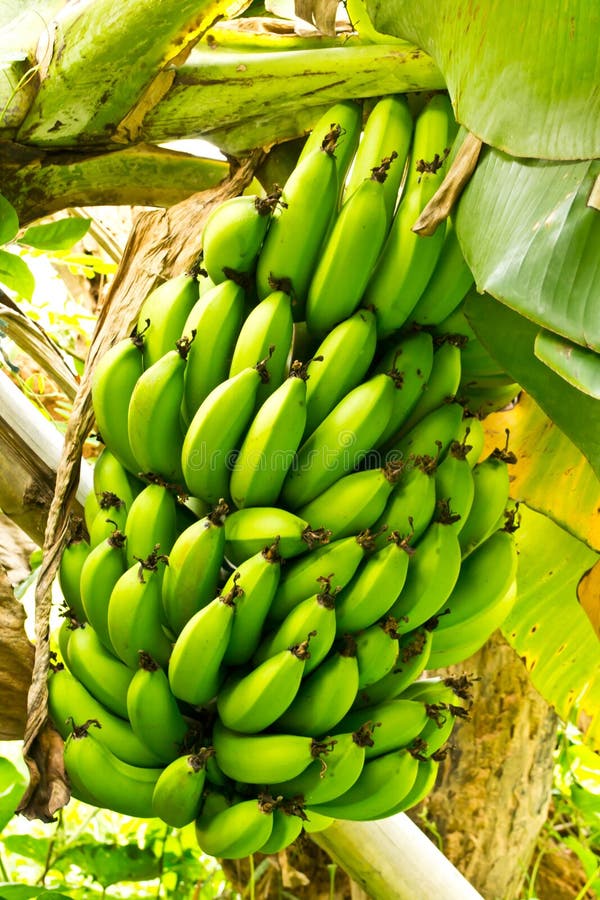 Banana tree with a bunch of bananas