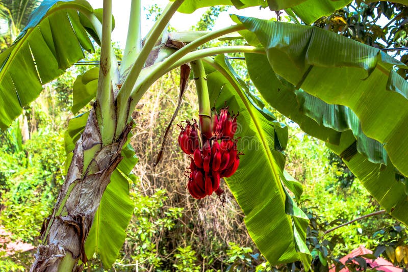Banana tree with a bunch of red bananas