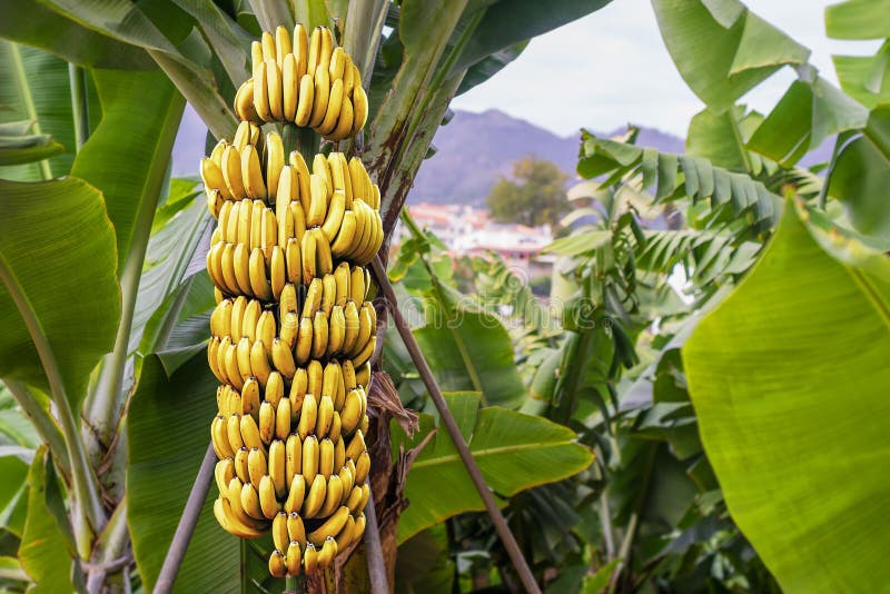 Un árbol penacho de maduro plátanos plantación.