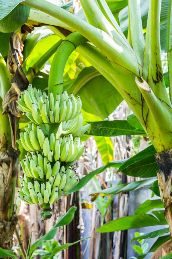Banana-tree con mazzo fotografia stock libera da diritti