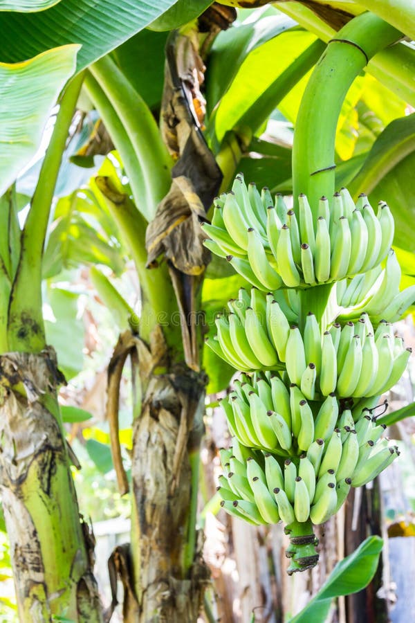 Banana-tree con mazzo immagini stock libere da diritti
