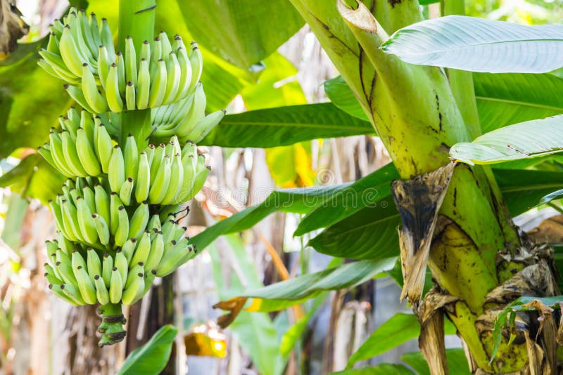 Banana-tree con mazzo fotografie stock