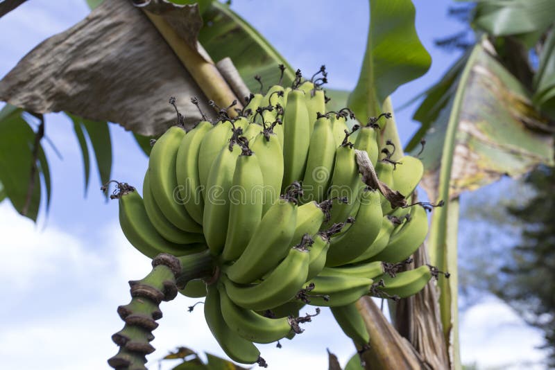 Dancers at a Carnival in Old Havana Editorial Photography Image of