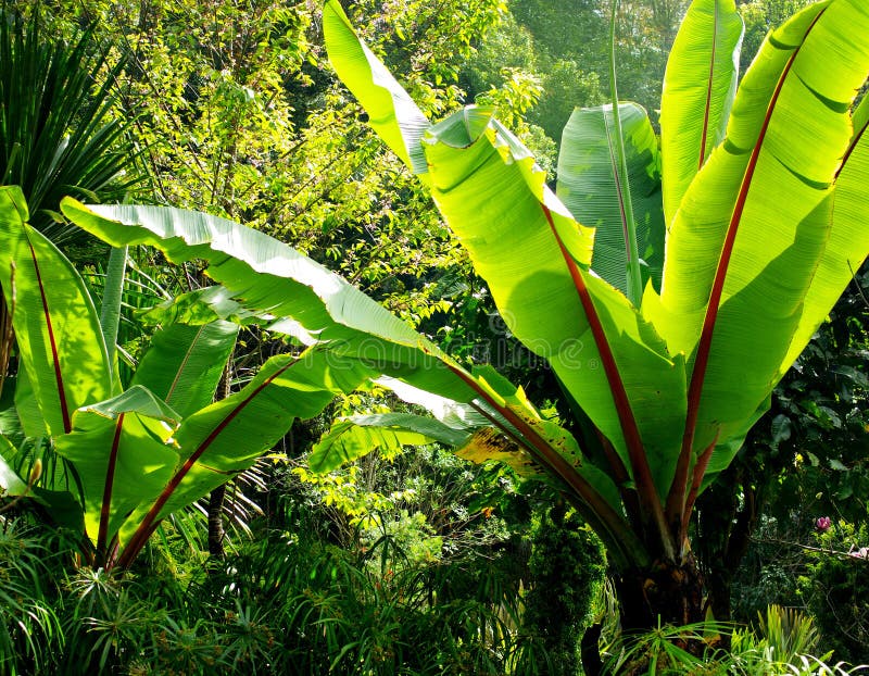 Banana Tree for Decorate Garden Stock Image Image of green, farm