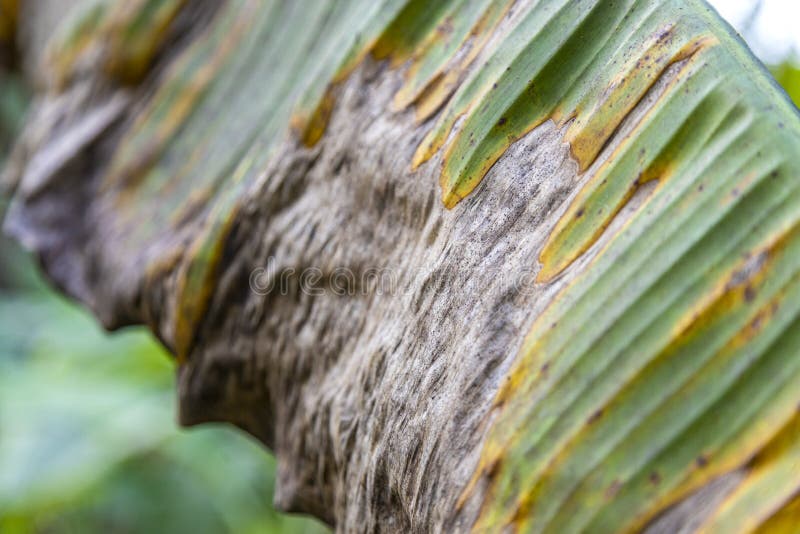 Banana Tree Disease, Symptoms of Black Sigatoka on Banana Foliage ...