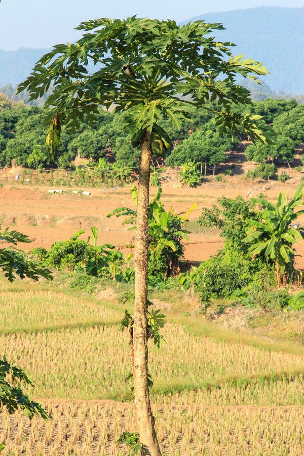 Mountain Papaya Vasconcellea Pubescens Stock Image Image of papayuela